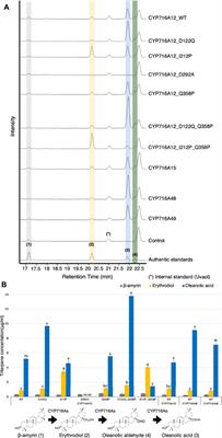 Identification of key amino acid residues toward improving the catalytic activity and substrate specificity of plant-derived cytochrome P450 monooxygenases CYP716A subfamily enzyme for triterpenoid production in Saccharomyces cerevisiae